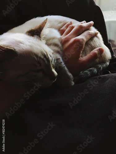 piccolo gattino dorme  photo