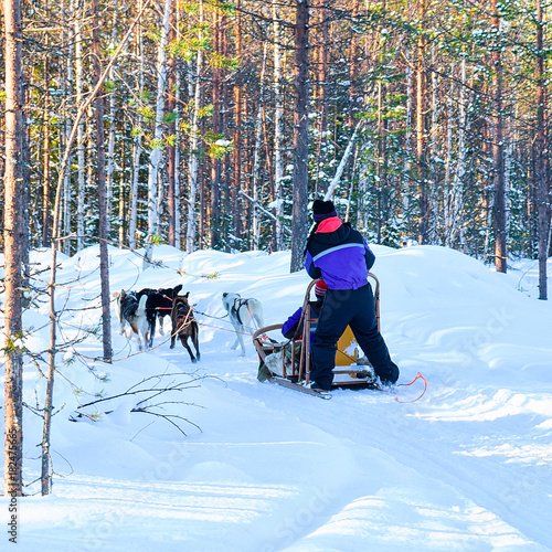 Woman riding husky sledge at Lapland in winter Finland
