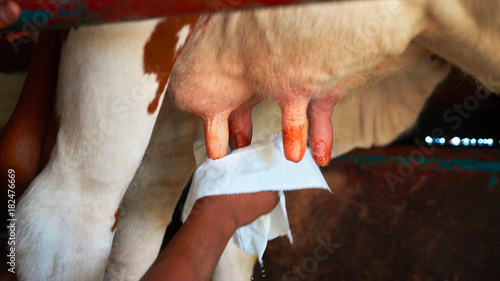 Vászonkép Fatmilking of cow utter before milking