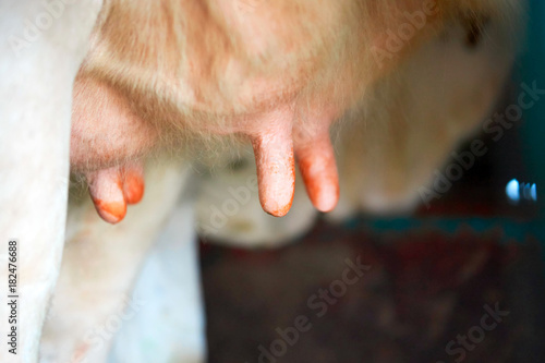 Schilderij op canvas Fatmilking of cow utter before milking process