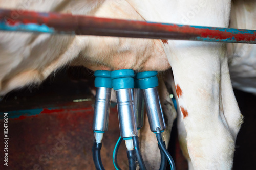 Cows utter and pipelines during milking operation photo