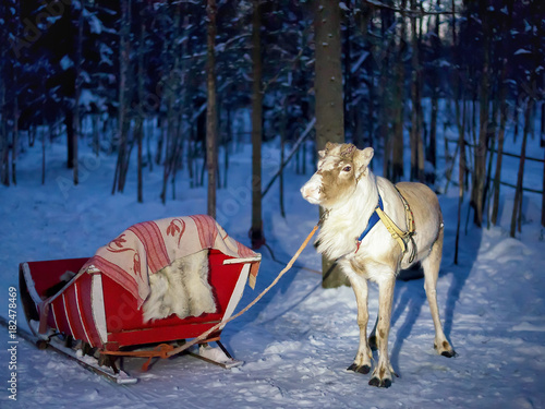 Reindeer with sleigh at night safari in forest Rovaniemi © Roman Babakin