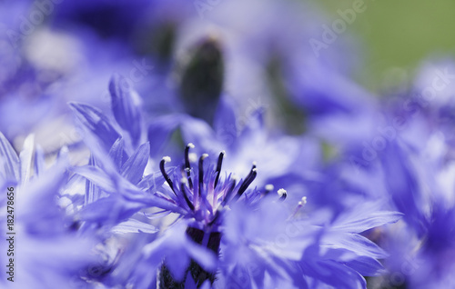 Abstract Flower Closeup
