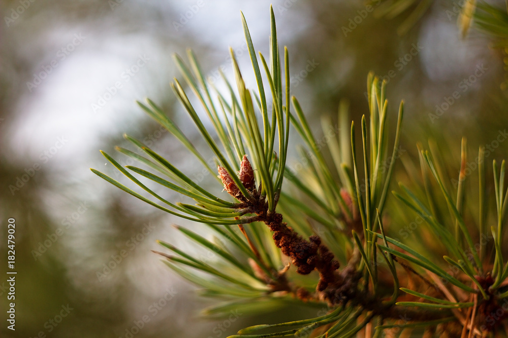 Pine twig with green needle on abstract background. Pine twig with green needle on abstract background.
