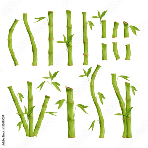 Nature eco pictures of bamboo tree. Jungle wood