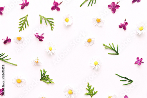 Floral pattern with daisy and violet lilac flowers