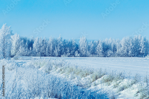 Snowy forest of countryside winter Rovaniemi © Roman Babakin