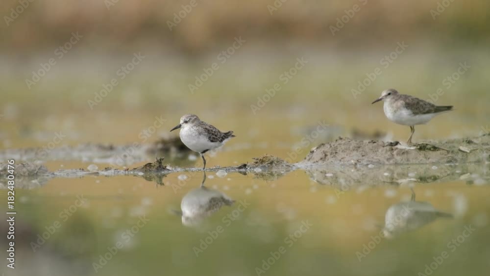 Little Stint Birds in Thailand and Southeast Asia. Little Stint Birds in Thailand and Southeast Asia.
