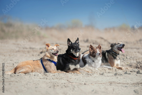 Four dogs lays on the sand at the beach