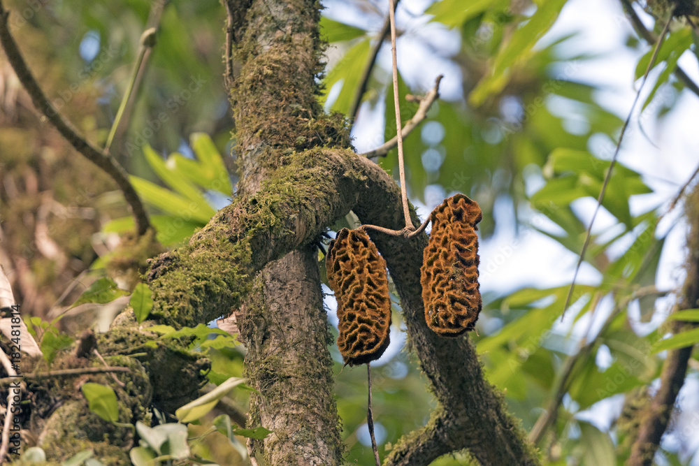 Unusual Seed Pods in the Cloud Forest