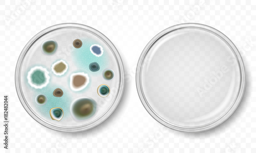 Vector petri dish with molds