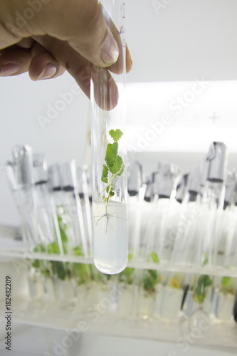 Hand with a test tube with in vitro cloned microplant in a nutrient medium on background with stand of test tubes with microplants photo