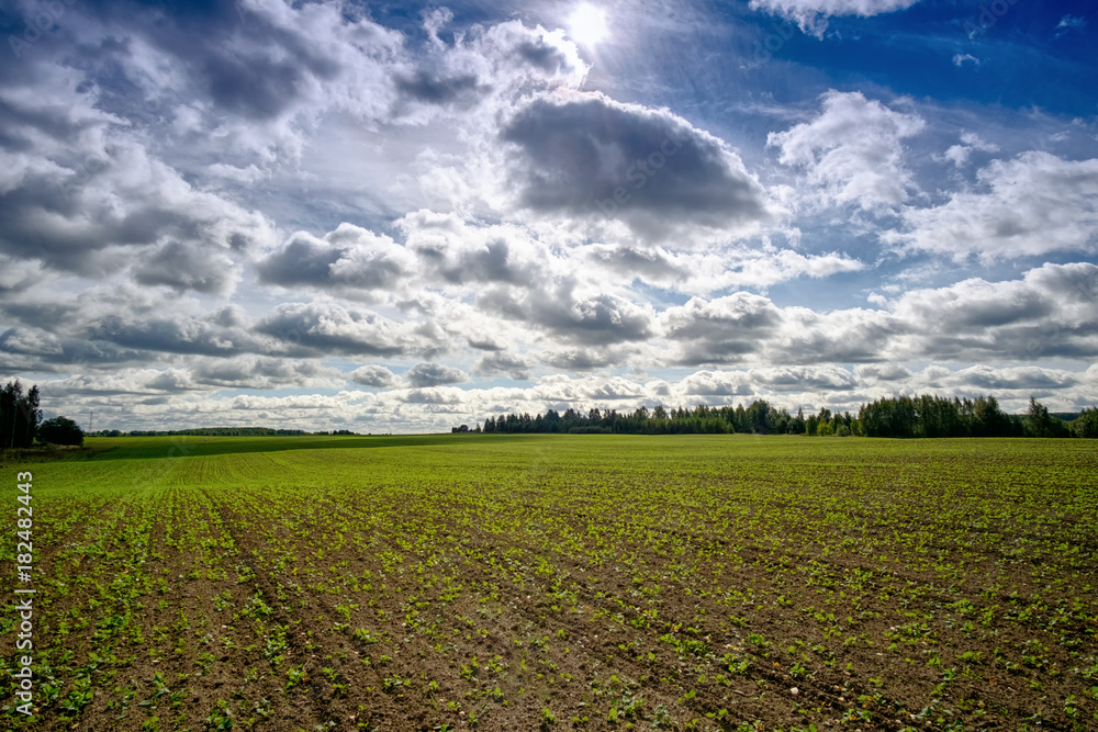 Sprouts of winter crops