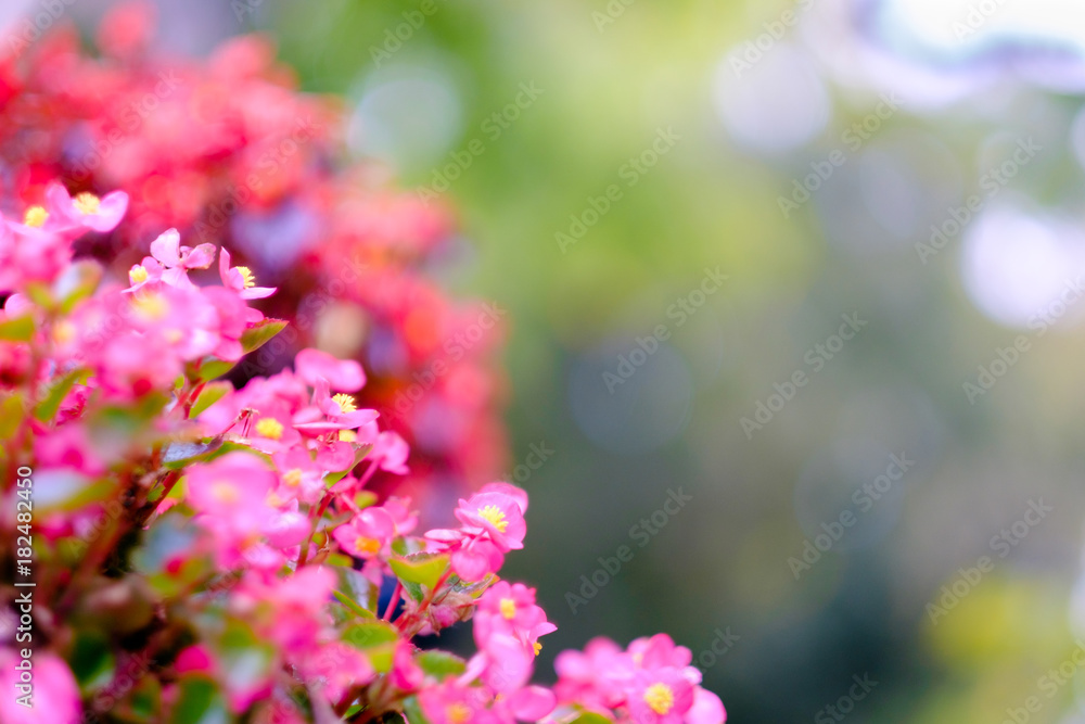 Beautiful little pink flowers