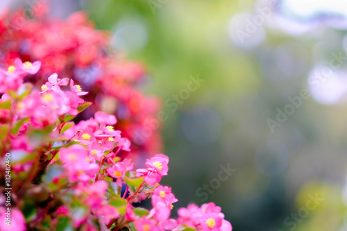 Beautiful little pink flowers © novolodskiy