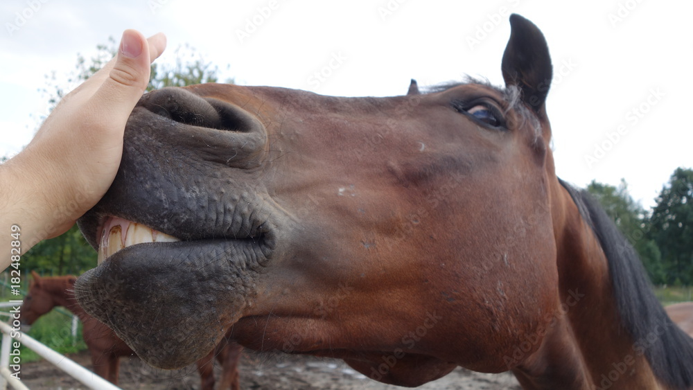 Obraz premium Horse fun