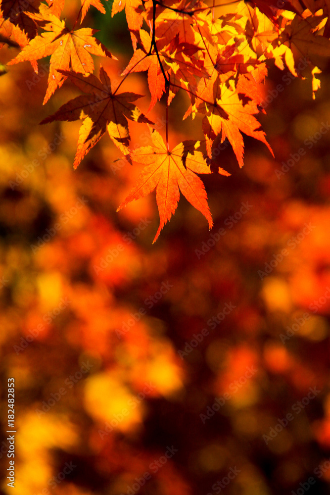 Fototapeta premium 紅葉