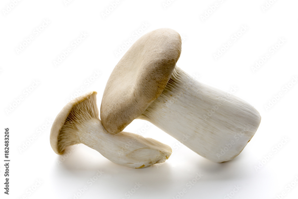 Fototapeta premium エリンギ