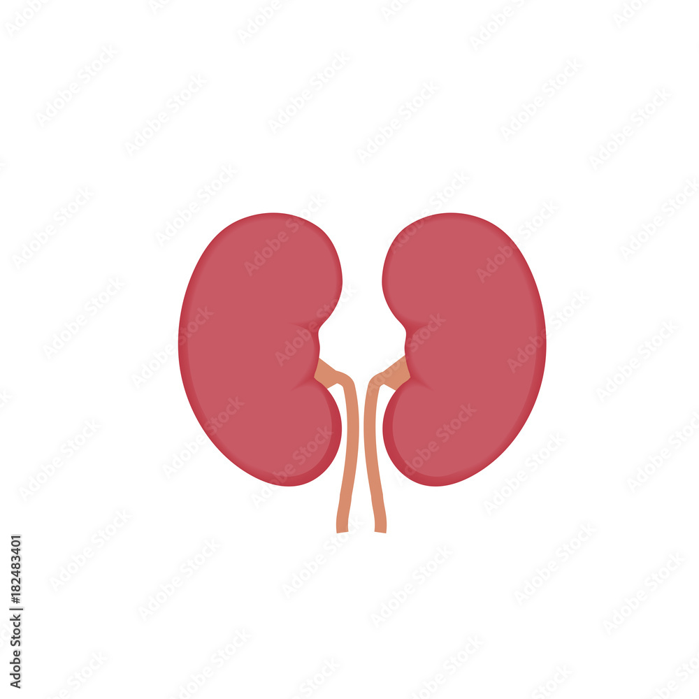 healthy kidneys vector illustration healthy kidneys vector illustration