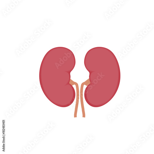 healthy kidneys vector illustration
