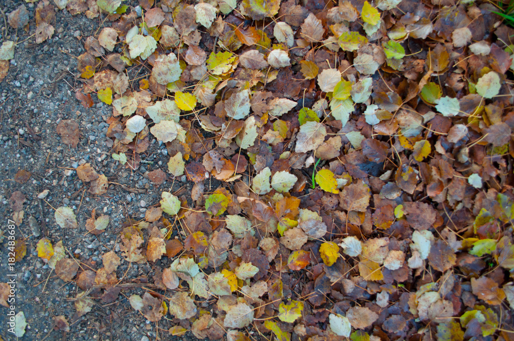 Autumn leaves Autumn leaves