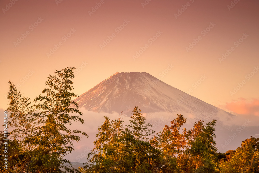 Fototapeta premium 富士山の夕景と竹林