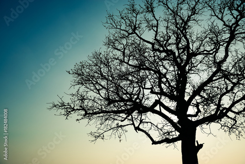 Dead black tree silhouette