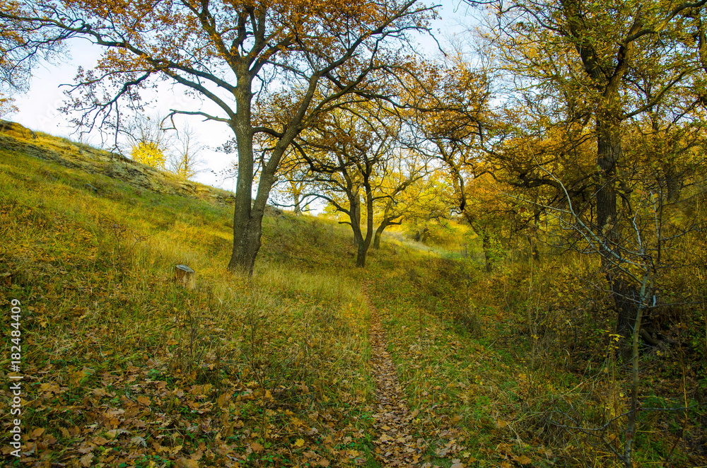 
Oak grove on the mountainside in autumn.