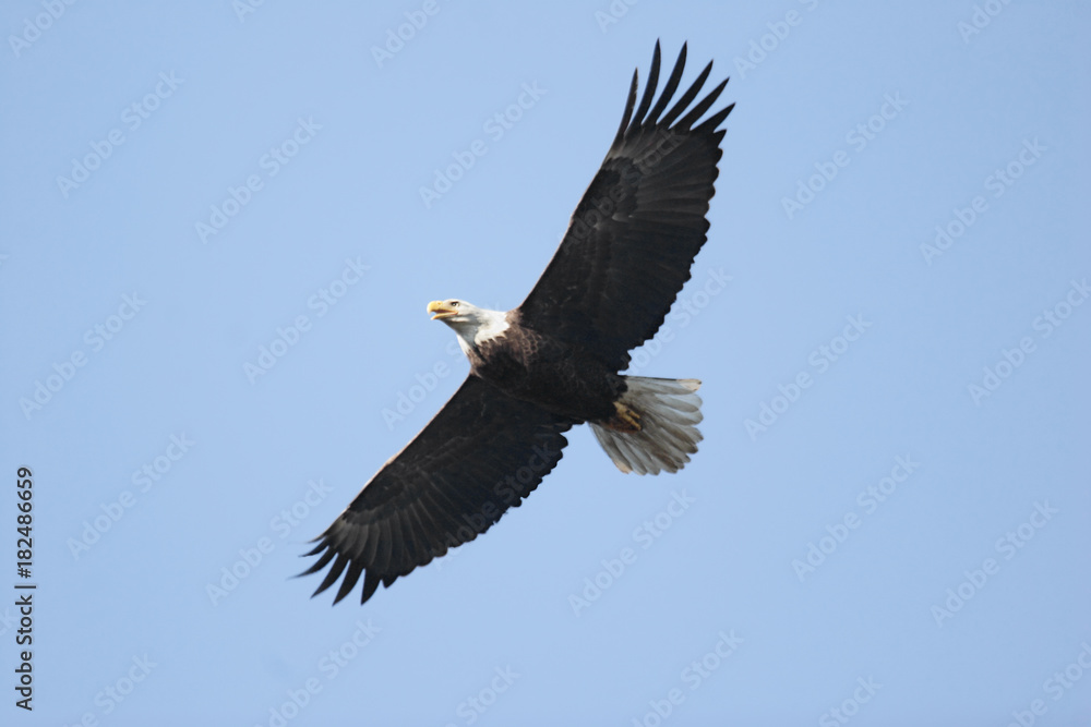 Adult Bald Eagle (haliaeetus leucocephalus) Adult Bald Eagle (haliaeetus leucocephalus)