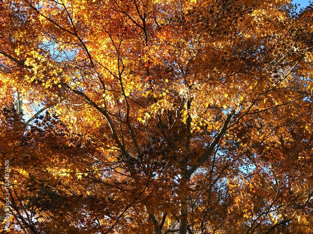 Autumn gives us a variety of colors Autumn gives us a variety of colors