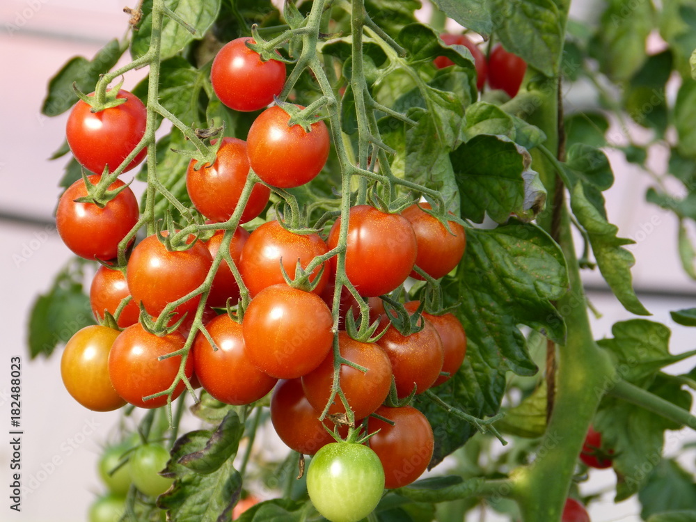 Healthy BIO tomatoes in farm landhouse garden glasshouse - Gesunde BIO Tomaten in Landhaus Garten Gewächshaus - in Aurich Ostfriesland Nordsee Norddeutschland - North Sea North Germany - Landleben 