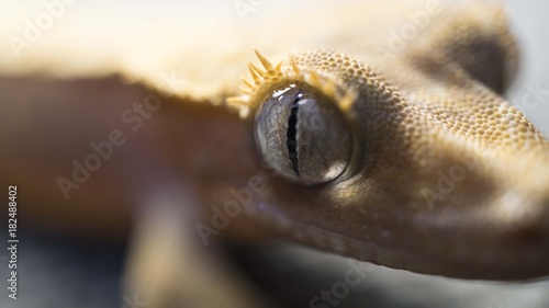 Beautiful Eyes - Crusted Gecko