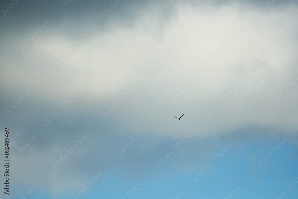 Blue sky with white and dark blue clouds and silhouette of a bird Blue sky with white and dark blue clouds and silhouette of a bird