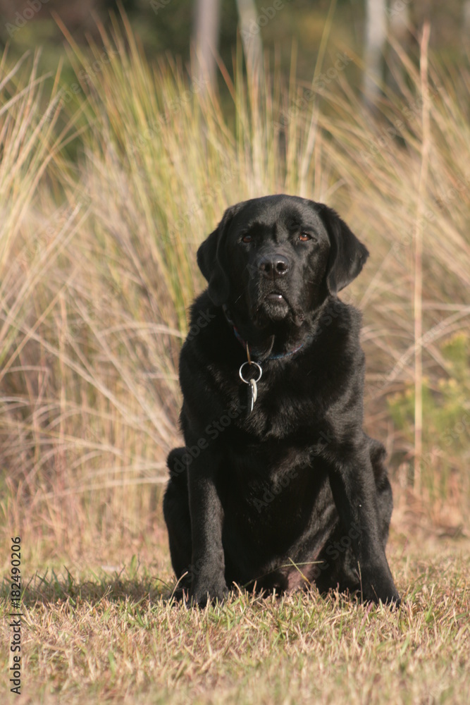 Bird dog Bird dog