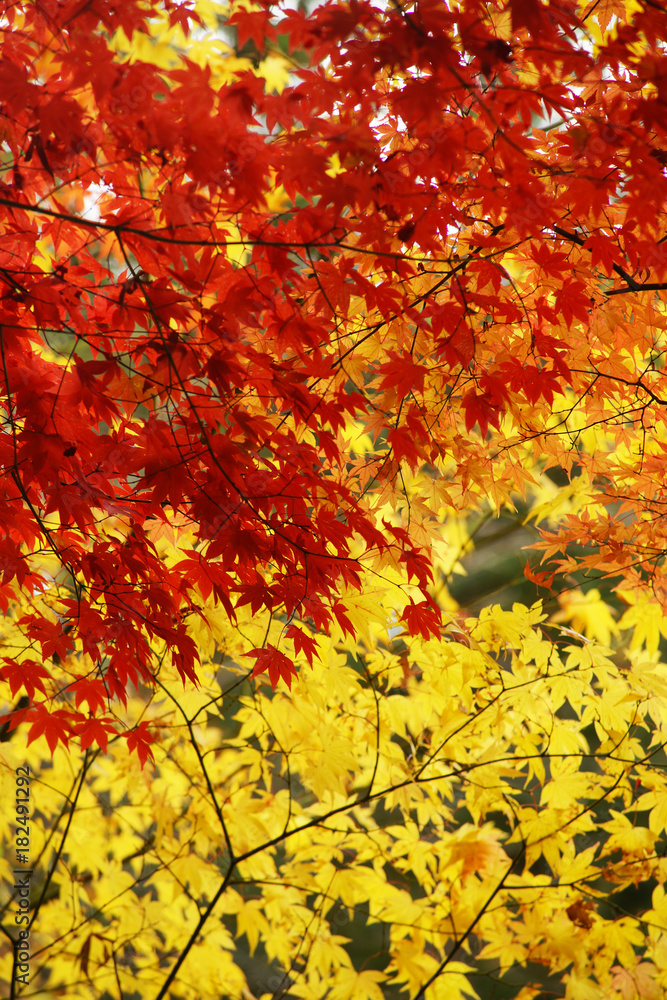 紅葉風景　京都