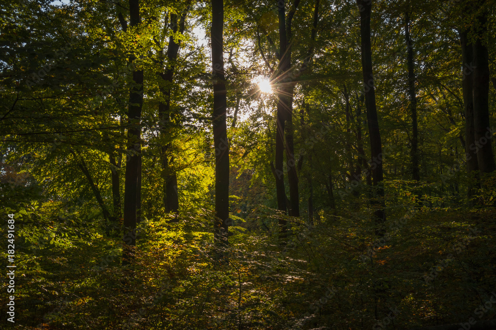 Obraz premium Morze skał w Hemer jesienią