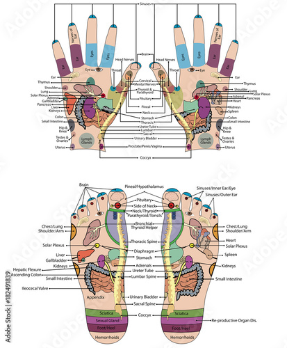 Traditional alternative heal, Acupuncture - Foot and hand Scheme Vector Illustration