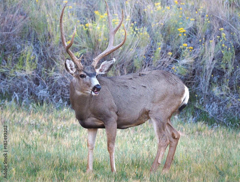 Large Male Large Male
