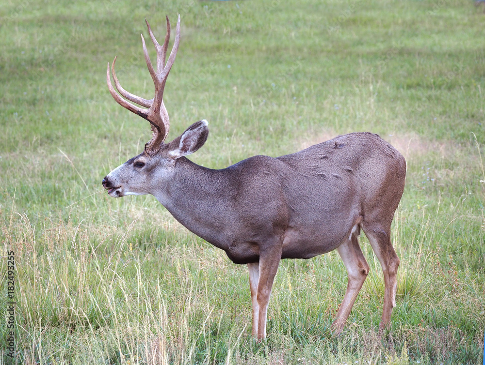 Large Male Large Male