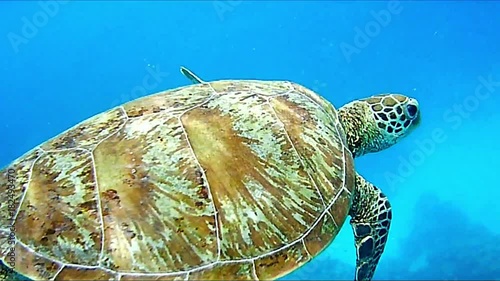 Video of single Sea Turtle swims close by in clear blue tropical waters.