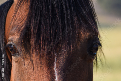 Through the eyes of a horse