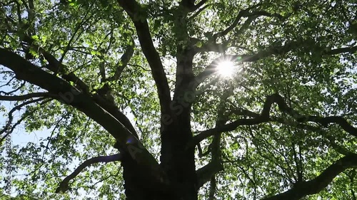 Video of sun dapples through the leaves of large leafy tree.
