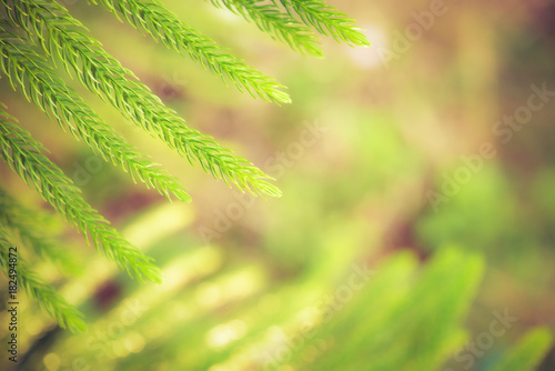 Araucaria heterophylla - Norfolk Island Pine macro  Nature background