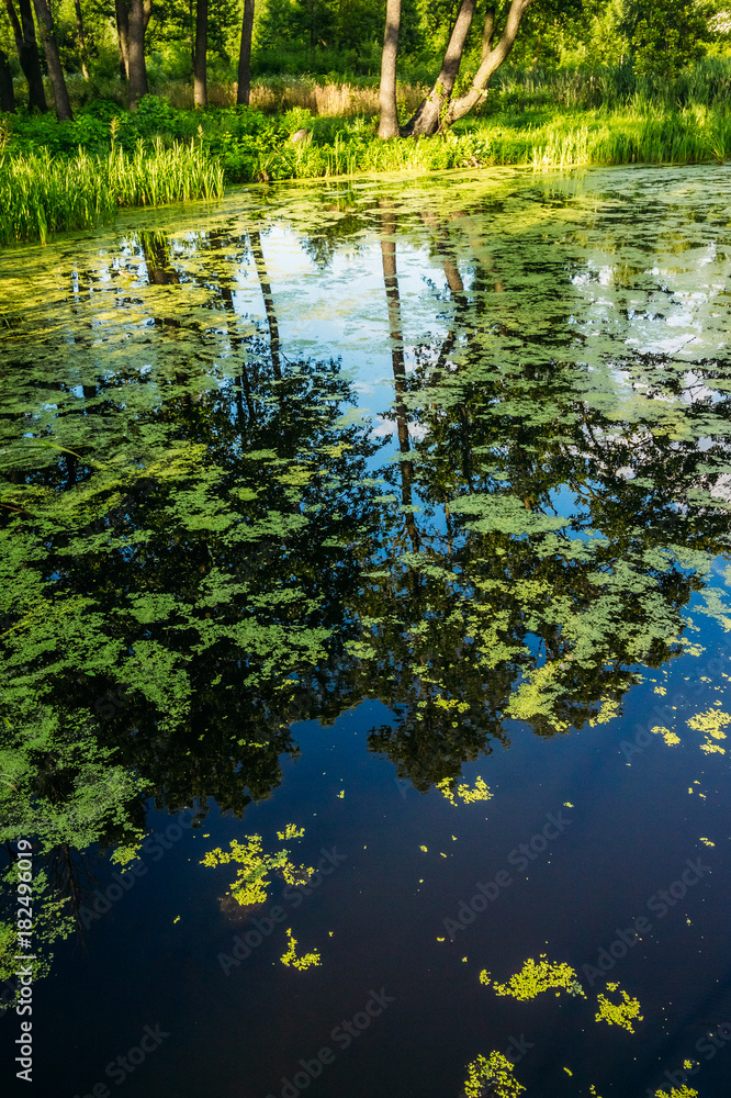 Marshy water with reflections and duckweed Marshy water with reflections and duckweed