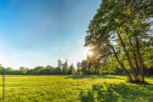Beautiful summer landscape with grass oak and sun