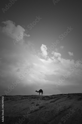 Silhouette of a camel