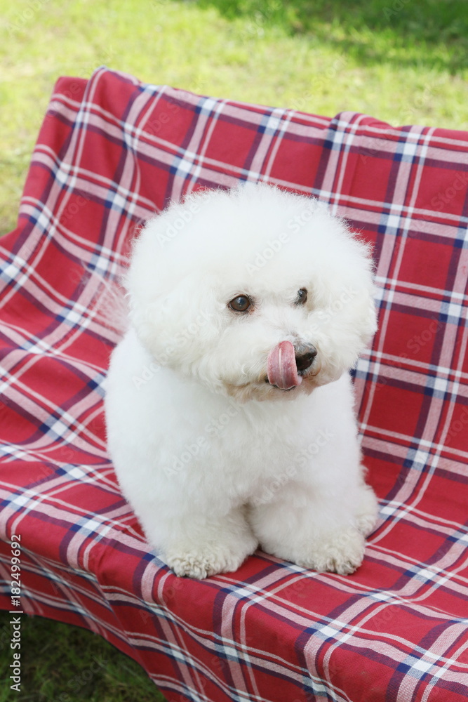 ビションフリーゼ Stock Photo Adobe Stock