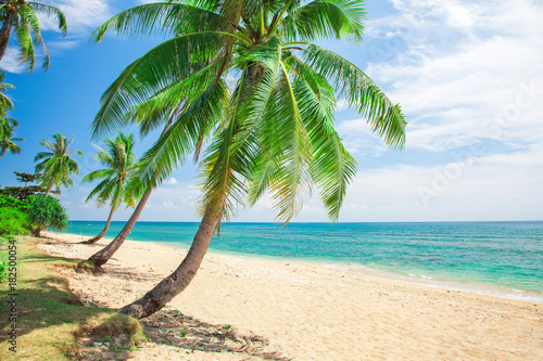 tropikalna plaża z palmą kokosową