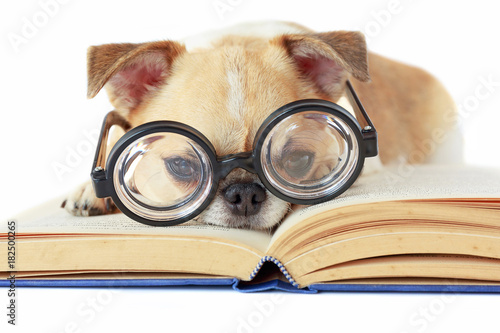 Chihuahua dog wear nerd glasses to read textbook on white isolated background.