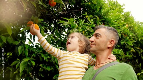 Daughter on hands father picking orange at fruit orchard. Harvesting orange